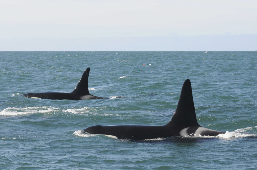 On Feb. 21, 2015, killer whales swim in a pod during the southern resident killer whale survey off the coast of California, near Pacific Grove, California.