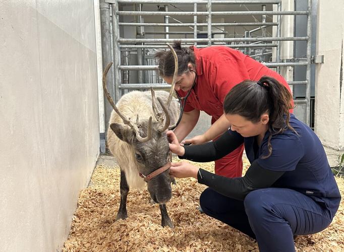 Cupid the reindeer with a team of veterinarians from Washington State University.
