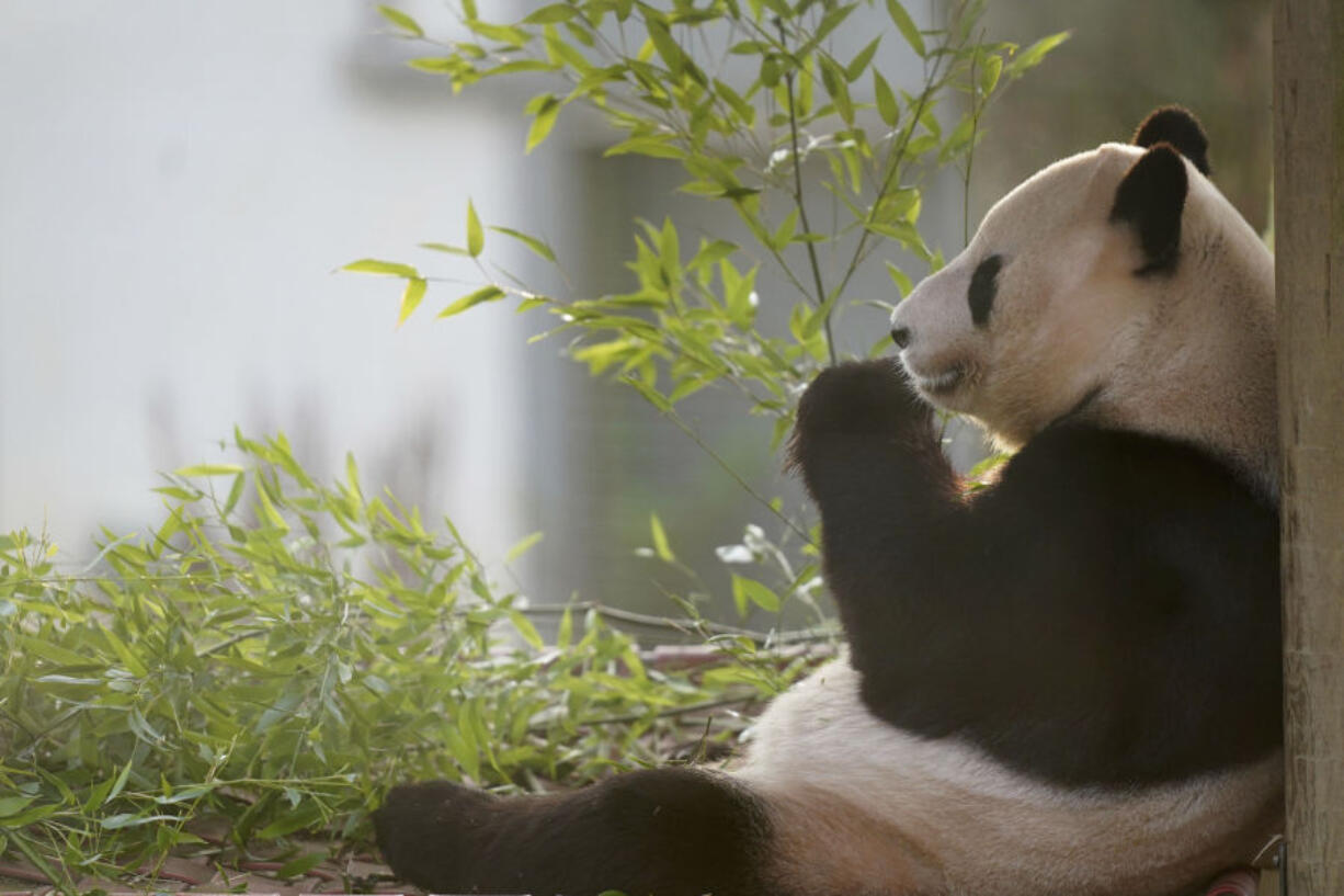 Giant panda no longer Endangered, Stories