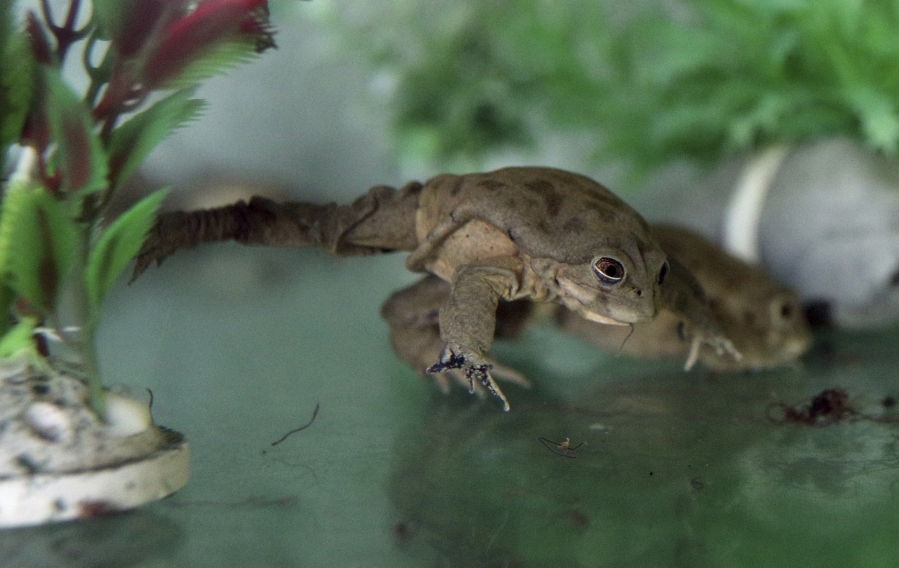 FILE - A captive frog, of the Telmatobius Culeus species, moves inside of a glass box at Huachipa Zoo, on the outskirts of Lima, Peru, Nov. 6, 2019. The International Union for Conservation of Nature, the leading tracker of global biodiversity, released their new Red List of Threatened Species on Monday, Dec. 11, 2023, at the United Nations climate conference in Dubai. Amphibians are particularly at risk, with 41% under threat of extinction.
