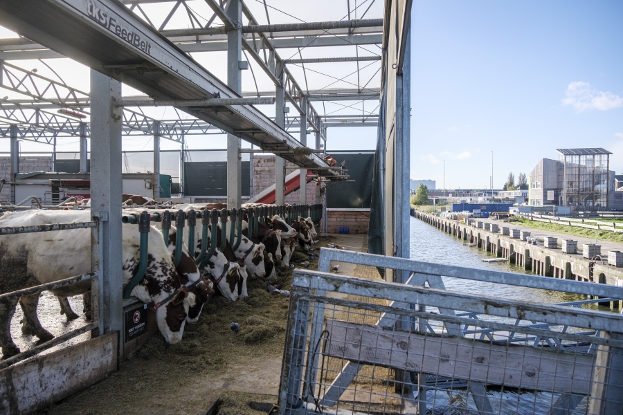 Cows eat at the Floating Farm on Nov. 7 in Rotterdam, Netherlands. The farm&rsquo;s owners say the extreme weather spurred by climate change &mdash; heavy rainfall and flooding of cities and farmland &mdash; makes the farm&rsquo;s approach climate-adaptive to feed those cities.