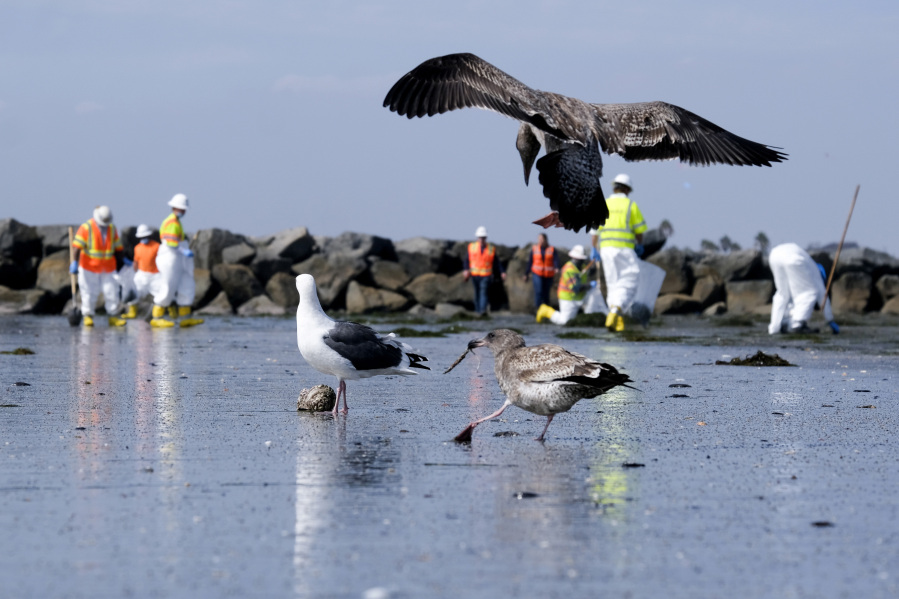 FILE - Birds are seen as workers in protective suits clean the contaminated beach after an oil spill in Newport Beach, Calif., on Wednesday, Oct. 6, 2021. Federal regulators on Tuesday, Dec. 5, 2023, concluded the 2021 rupture of an undersea oil pipeline off the Southern California coast was likely caused by the proximity of anchored shipping vessels. (AP Photo/Ringo H.W.