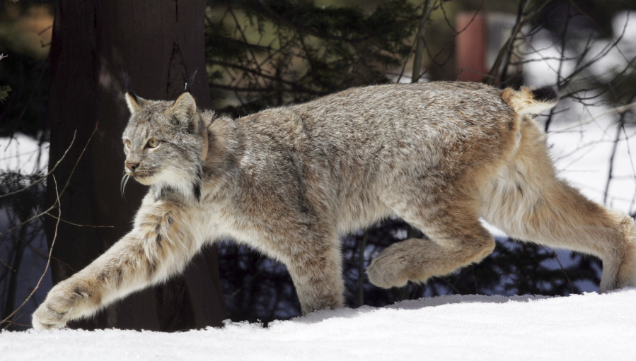 FILE - A Canada lynx heads into the Rio Grande National Forest near Creede, Colo., April 19, 2005. Federal officials on Friday, Dec. 1, 2023, proposed a $30 million recovery plan for Canada lynx in a bid to help the snow-dependent wild cat species that scientists say could be wiped out in parts of the contiguous U.S. by the end of the century.