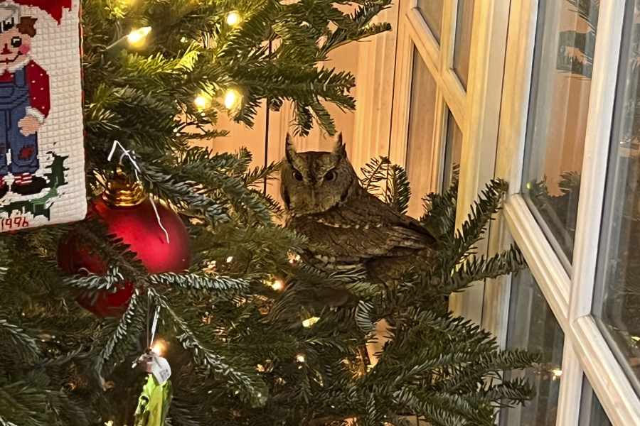 A baby owl is found sitting in a Christmas tree in Lexington, Kentucky, on Nov. 27, 2023. The bird was safely released into the family&rsquo;s backyard.