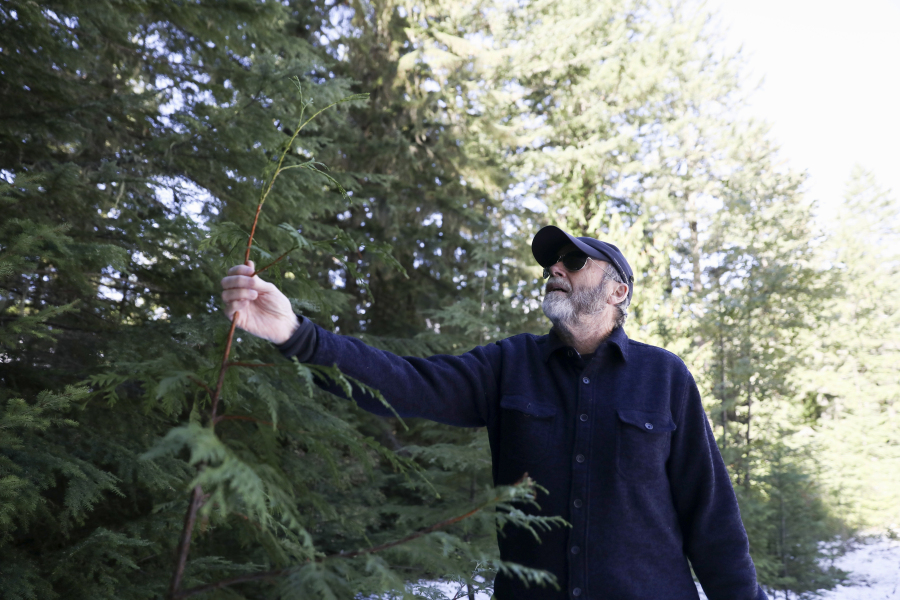 Peter Beedlow, scientist at the Environmental Protection Agency, holds the top of a young Western Red Cedar tree in the Willamette National Forest, Ore., Friday, Oct. 27, 2023. Scientists are investigating what they say is a new, woefully underestimated threat to the world&rsquo;s plants: climate change-driven extreme heat.