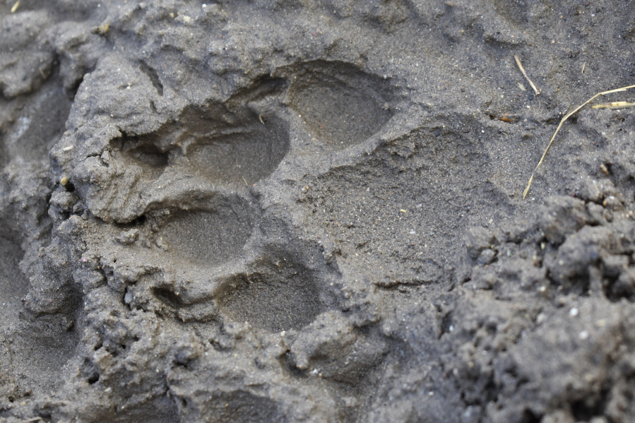 FILE - A track from a wolf is seen in the mud near the Slough Creek area of Yellowstone National Park, Wyo., Wednesday, Oct. 21, 2020.  On Dec. 28, 1973, President Richard Nixon signed the Endangered Species Act. The powerful law charged the federal government with saving every endangered plant and animal in America.