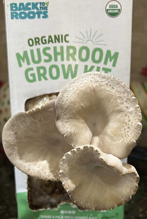 This Nov. 24, 2023 image provided by Jessica Damiano shows a crop of mushrooms growing from a Back to the Roots kit on a kitchen countertop on Long Island, New York.
