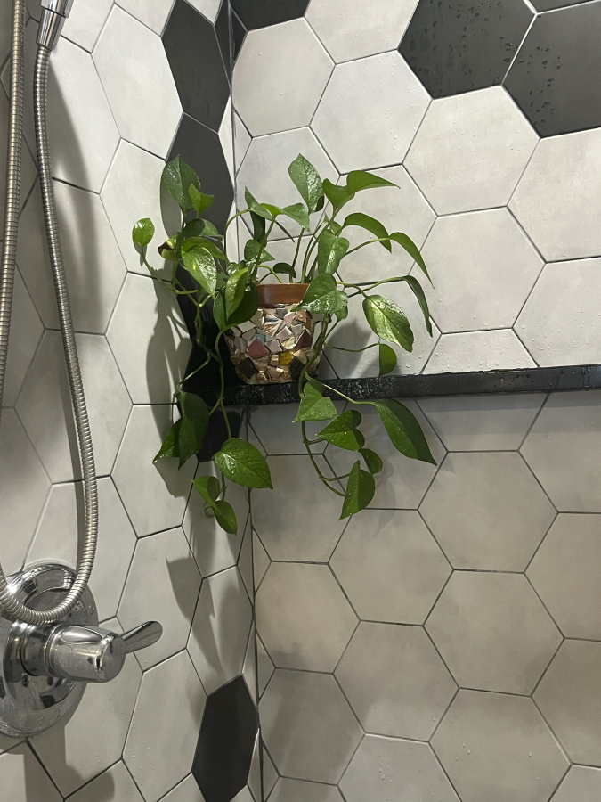 A pothos houseplant sits on a shower shelf in Patchogue, N.Y.