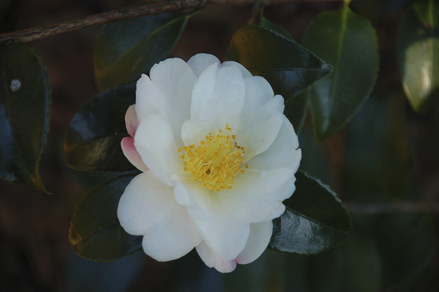 A Camellia japonica &ldquo;Winter&rsquo;s Cupid&rdquo; flower. (Photos by Vincent A.