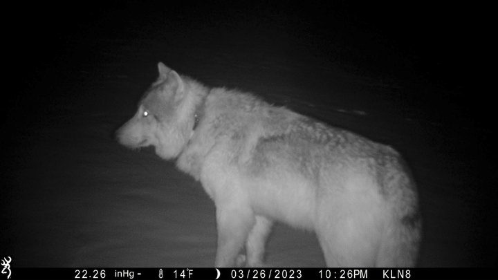 A gray wolf is seen in a trail camera image on the Sherman Creek Ranch, March 26, 2023, near Walden, Colorado. As state officials prepare to reintroduce wolves in western Colorado, a small number of the animals already have wandered in from Wyoming.