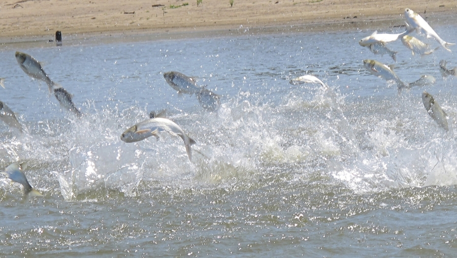 Invasive carp, jolted by an electric current from a research boat, jump from the Illinois River, June 13, 2012, near Havana, Ill. The Minnesota Department of Natural Resources announced Dec. 1 that officials pulled 323 invasive carp from the Mississippi River near Trempealeau, Wis.