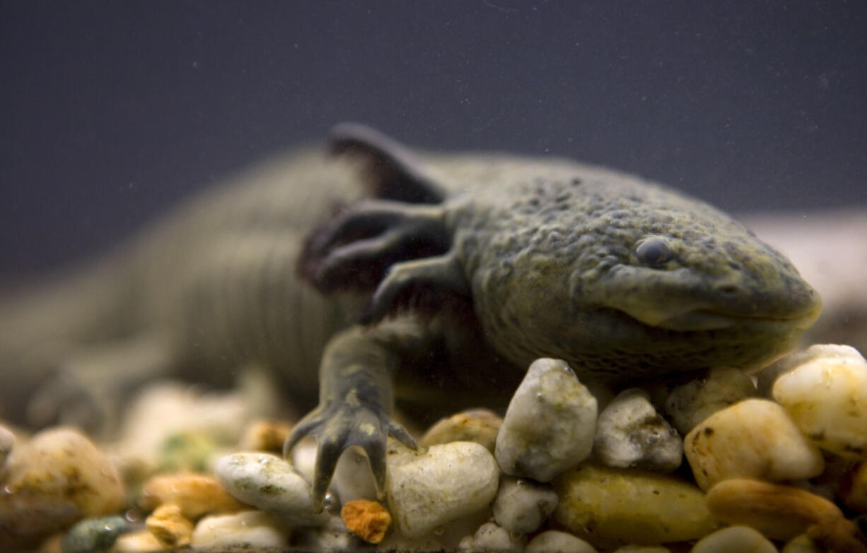 An axolotl swims in a tank at the Chapultepec Zoo in Mexico City. Ecologists from Mexico&rsquo;s National Autonomous University relaunched a fundraising campaign late last month to bolster conservation efforts for the axolotl &mdash; an iconic, endangered, fish-like type of salamander.