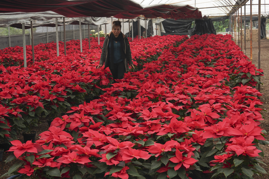 Producer Rosalva Cuaxospa walks amid her potted poinsettias Dec. 14 in a greenhouse in the San Luis Tlaxialtemalco district of Mexico City. The universal Christmas icon is native to Mexico where the poinsettia is commonly known as "flor de Nochebuena" or Christmas Eve Flower and by some as cuetlaxochitl, as it is called in Nahuatl.