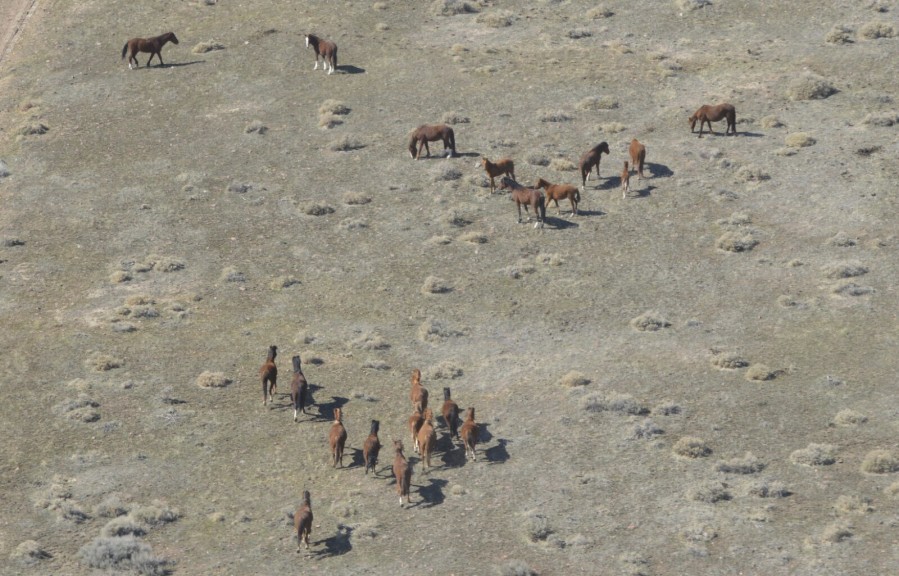 This undated photo provided by the Bureau of Land Management shows a group of wild horses during a summer aerial survey in northern Nevada. Federal officials plan to begin a roundup around Dec. 28, 2023, that will include herds roaming public land in four Nevada counties.