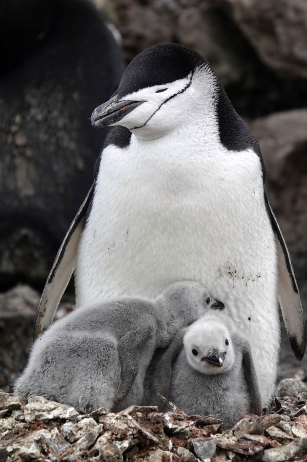 This image provided by Won Young Lee shows wild chinstrap penguins guard their fuzzy gray chicks on King George Island, Antarctica. Researchers have discovered that some penguin parents sleep for only seconds at a time around-the-clock to protect their eggs and chicks. Sensors were attached to adult chinstrap penguins in Antarctica for the research. The results published Thursday, Nov. 30, 2023 show that during the breeding season, the penguins nod off thousands of times each day but only for about four seconds at a time.