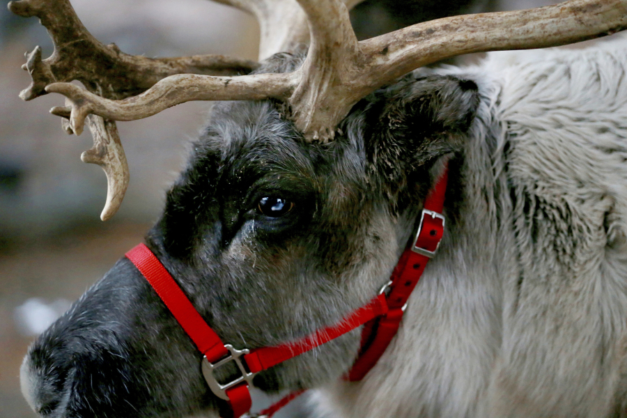 FILE - A reindeer named Thunder stands in Branchburg, N.J. on Dec. 16, 2018. Finding food in a cold, barren landscape is challenging, but researchers from Dartmouth College in New Hampshire and the University of St. Andrews in Scotland report that reindeer eyes may have evolved to allow them to easily spot their preferred meal.
