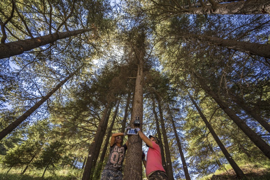 Workers install a censor on a Lebanese cedar tree that alerts authorities of potential forest fires Aug. 5 in the Cedars of God Forest, in the northeast mountain town of Bcharre, Lebanon.