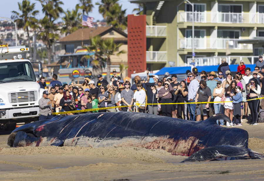 Bystanders look at a 52-foot-long female fin whale that died and washed onto Mission Beach Sunday, Dec. 10, 2023, in San Diego. Officials said there were no obvious signs leading to a cause of death. Researchers from NOAA Southwest Fisheries Science Center inspected the whale and took samples before city workers attempted to remove it. (K.C.