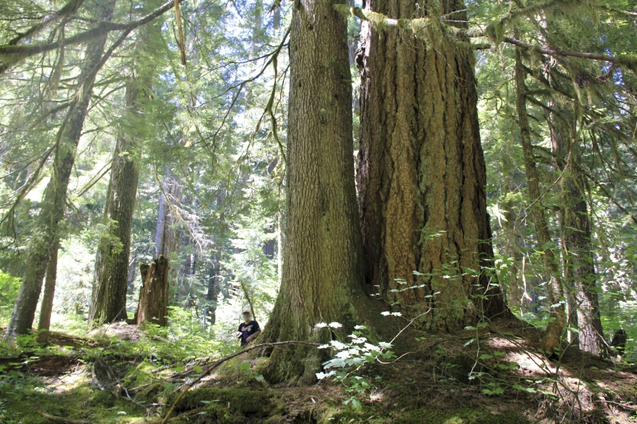 FILE - Michael Donnelly stands in a grove of old-growth trees in the off-trail area of the Opal Creek Wilderness area, July 30, 2015, east of Salem, Ore. The Biden administration is moving to conserve groves of old-growth trees on federal lands by revising management plans for all national forests and grasslands in the U.S.