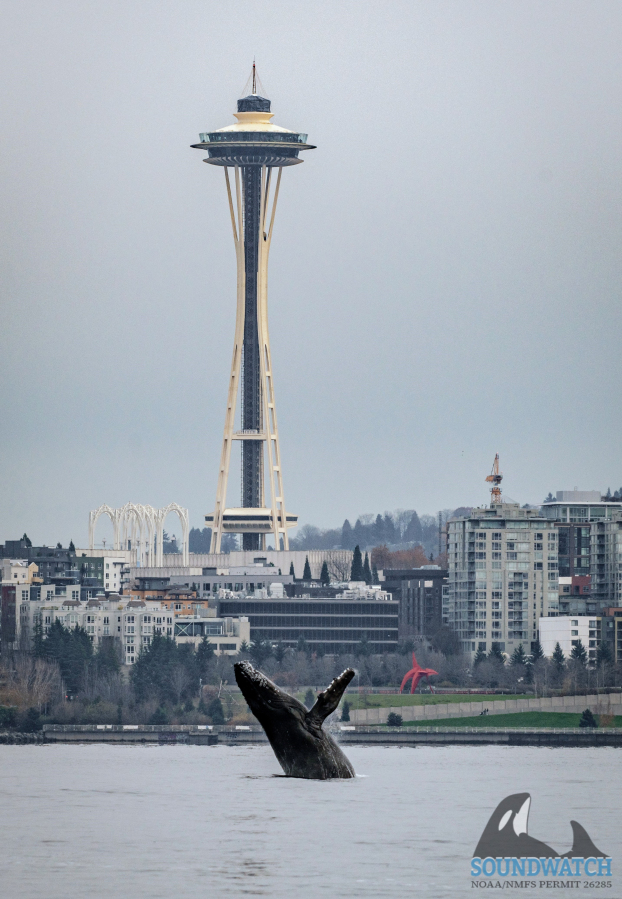 A young humpback whale breaches in front of the Space Needle in Seattle on Thursday.