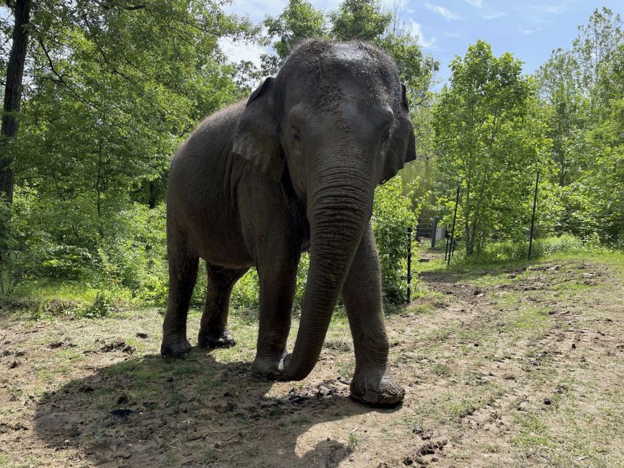 Raja, the popular Asian elephant at the St. Louis Zoo in St. Louis, is being moved for breeding purposes to the Columbus Zoo and Aquarium in Ohio. (St.