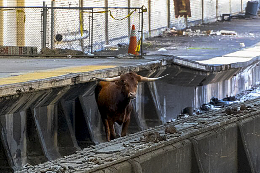 A bull stands on the tracks at Newark Penn Station, Thursday, Dec. 14, 2023, in Newark, N.J. A loose bull on the tracks at the New Jersey train station has snarled rail traffic. New Jersey Transit released a photo of the horned bovine apparently standing on the tracks at Newark Penn Station.