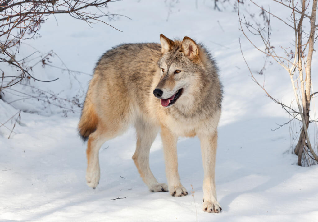 A young timber wolf walking through a wooded area covered in snow.