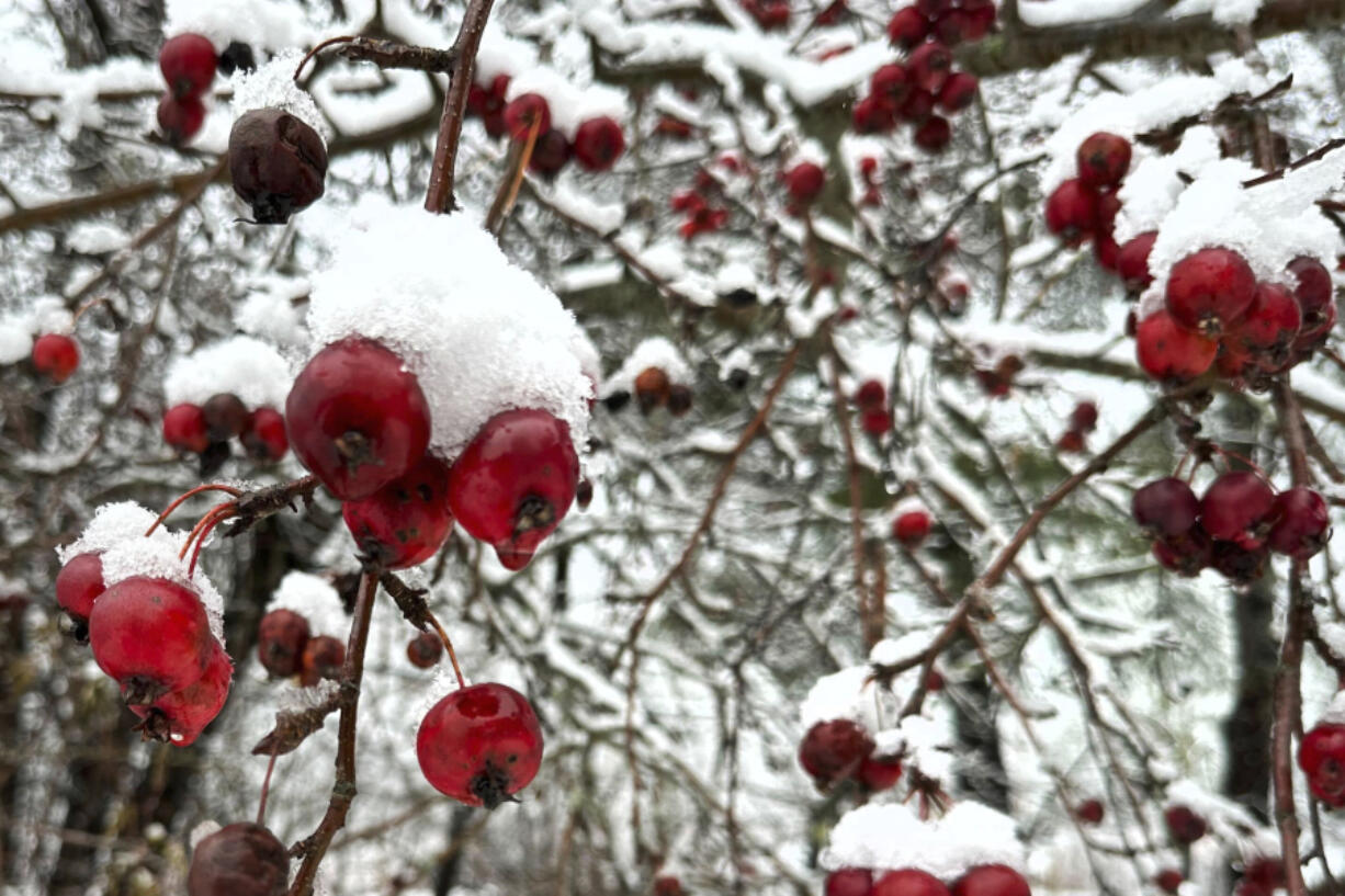 Snow clings to berries on a tree, Monday Dec. 4, 2023, in Portland, Maine. A storm dropped a mix of rain and snow on parts of New England, with some locations recording more than a half-foot of snow.