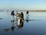 A rare fall-winter daylight razor clam dig in November 2023, just south of the Oysterville Approach at the north end of Long Beach Peninsula.