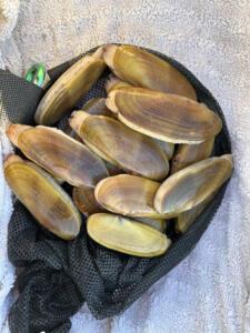 WDFW approves 11 days of razor clam digs on Washington coast