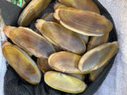 The clams dug in 2023 have been smaller than the past two seasons. This limit of 15 was taken south of the Oysterville Approach at the north end of Long Beach Peninsula.