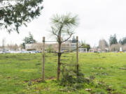 A recently planted tree begins to grow in January at Bagley Park. Updating its urban forestry plan is one of many steps the city of Vancouver is taking toward its goal of curtailing greenhouse gas emissions at both a municipal and community level.