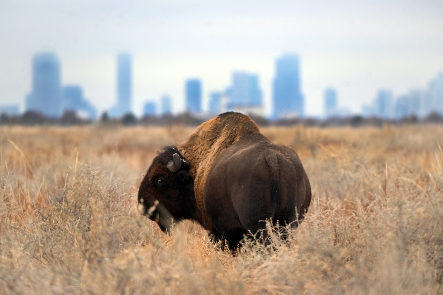 A bison grazes in a field with the downtown Denver skyline in the background Dec. 12 at the Rocky Mountain Arsenal National Wildlife Refuge. (Helen H.