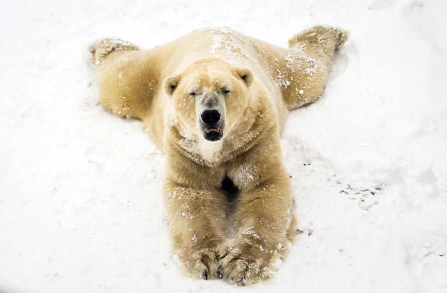 Victor the polar bear plays in the snow Feb. 28, 2018, at the Yorkshire Wildlife Park in Doncaster, north England. Fabric modeled after polar bear fur is more insulating than down jackets, a new study found.