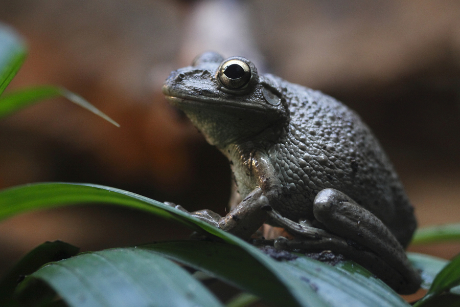 Cuban treefrogs, Osteopilus septentrionalis, are a mostly canopy-dwelling species native to the Caribbean. It&Ccedil;&fnof;&Ugrave;s unclear exactly when they made the leap across the Straits of Florida, but the species was first documented in Florida in the mid-1900s.