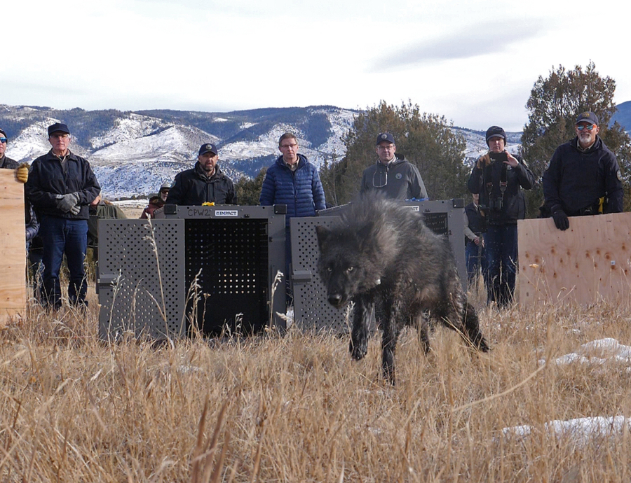 Colorado Parks and Wildlife release one of five gray wolves onto public land on Dec. 18 in Grand County, Colo. Pictured is wolf 2302-OR.