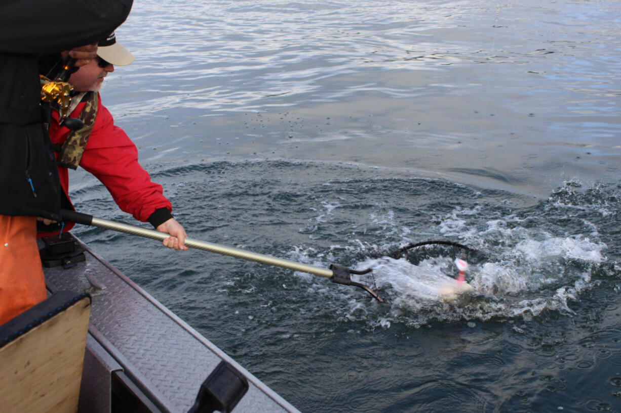 A Columbia River spring Chinook comes to the net. Spring Chinook seasons for the Columbia and its tributaries will be set by early February.