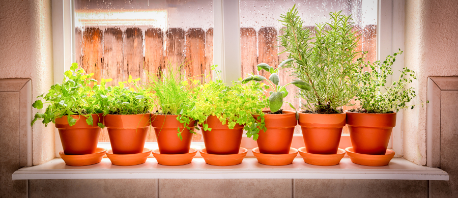 A deeper window sill can be often be sunny enough to grow food indoors all year long.