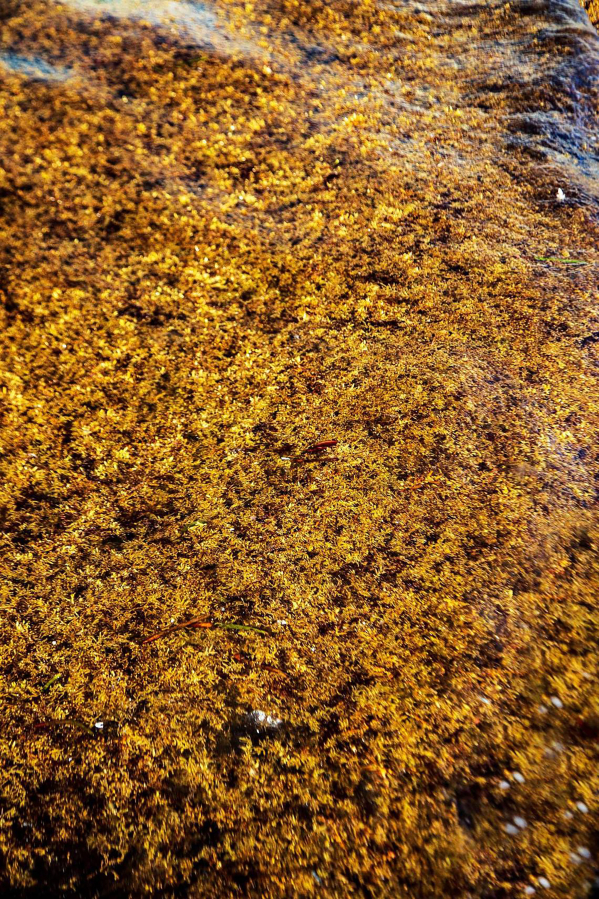 A thick mat of sargassum seaweed washed ashore in August on Miami Beach, part of a record volume seen over the summer on South Florida beaches.