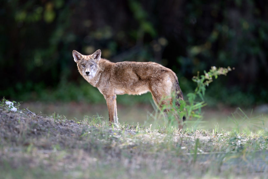 A coyote rests in a commercial lot in Port Richey, Fla., in 2012. &ldquo;We&rsquo;ve got coyotes in all 67 counties of Florida,&rsquo;&rsquo; said Gary Morse, a spokesman for the Florida Fish and Wildlife Commission. &ldquo;They are relatively common.&rsquo;&rsquo; (Douglas R.