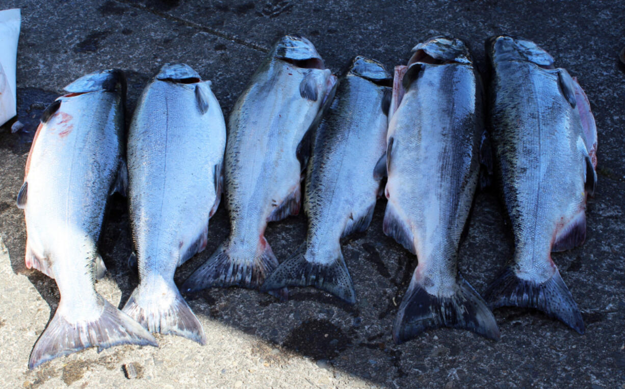 A six-man limit of fall chinook from the Columbia River rests on the dock before being checked by state fisheries creel checkers. Anglers may be looking at a selective fishery in the Buoy Ten reach again this year.