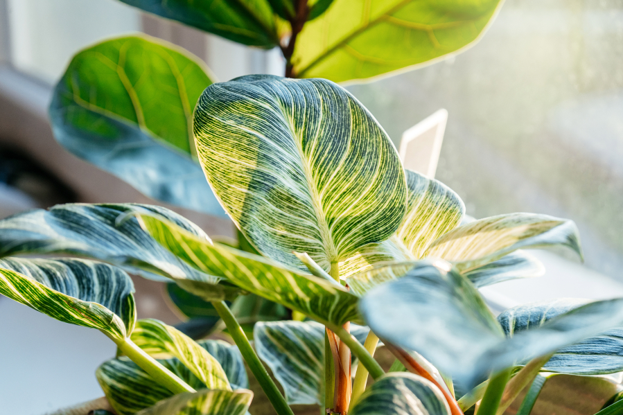 Light is the most common limiting factor when growing plants indoors. Matching the plants to the desired light is the first step toward success. Plant tags, university websites and plant books can provide this information.