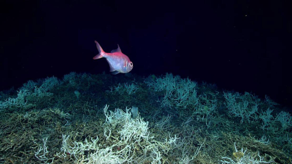 Alfonsino fish swim over a field of Lophelia pertusa in the massive reef discovered off the eastern U.S. Coast.