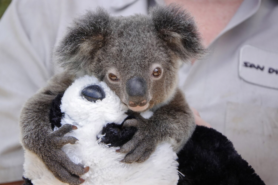 A wildlife care specialist holds Omeo, a koala joey, as he holds onto a stuffed panda bear at the San Diego Zoo on May 19, 2020. (K.C.