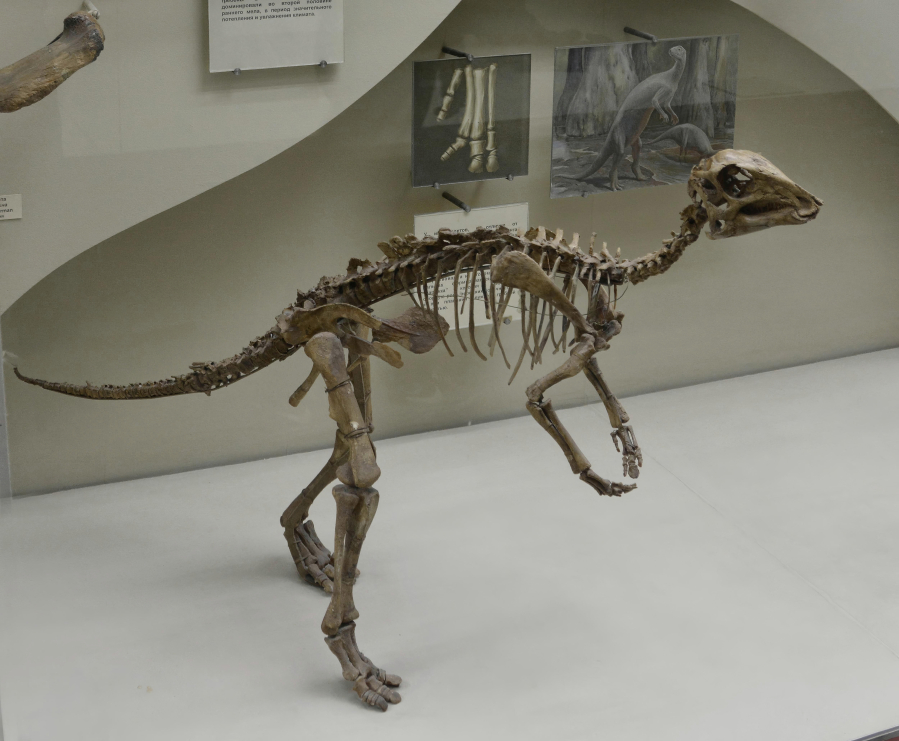 The newfound avian dinosaur is a type of oviraptorosaur, a family of human-sized theropods with slender limbs and grasping hands.