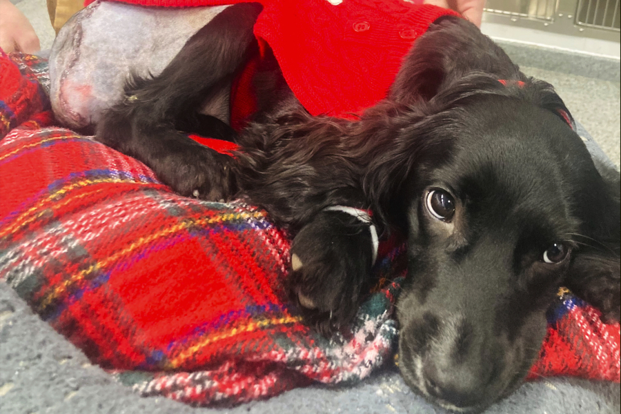 Ariel, a black spaniel, after surgery, in Bristol, England,  on Jan.