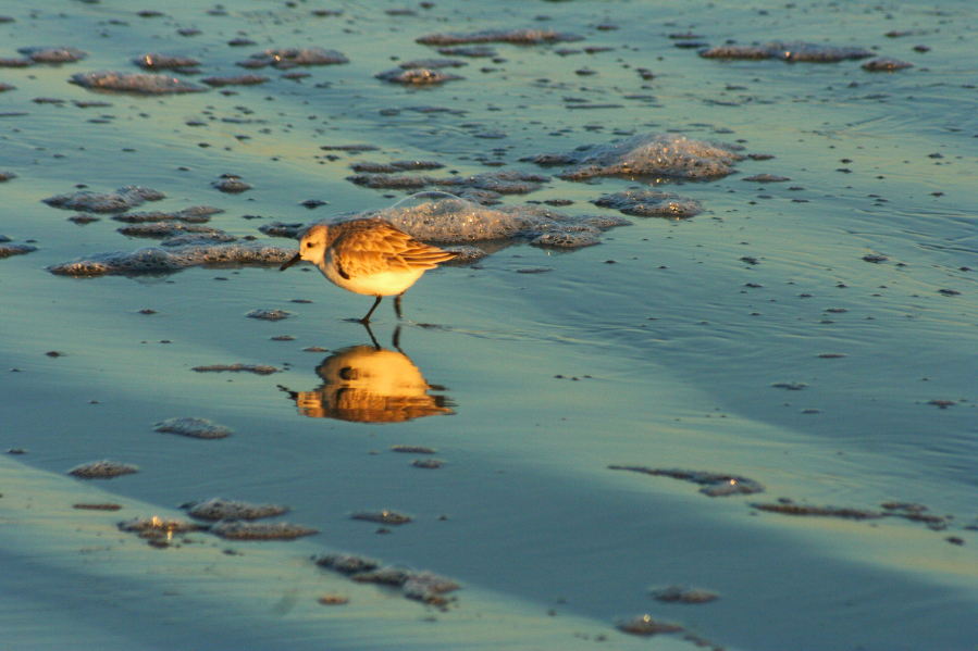 A tiny plover, one of the more than 200 bird species that populate the Brunswick Islands, skits along the shore of Sunset Beach. The beaches of Brunswick Islands are known for birdwatching.