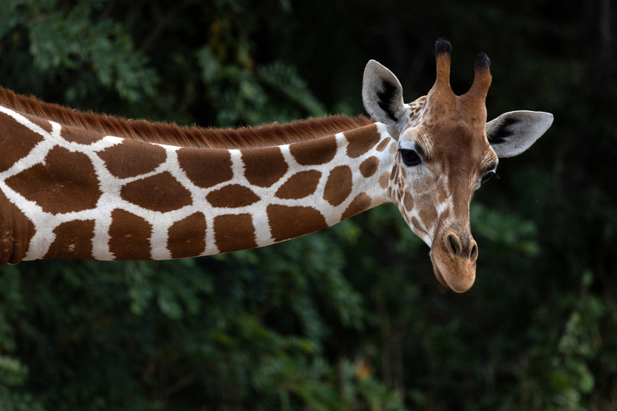 A giraffe is among hundreds of animals living at the Ostok Sanctuary near Culiacan.