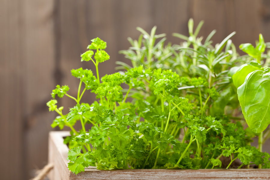 Keep your favorite herbs within easy reach for cooking and seasoning by growing them in containers.