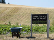 Volunteers work at the Clark County Food Bank&#039;s garden at the 78th Street Heritage Farm in July.